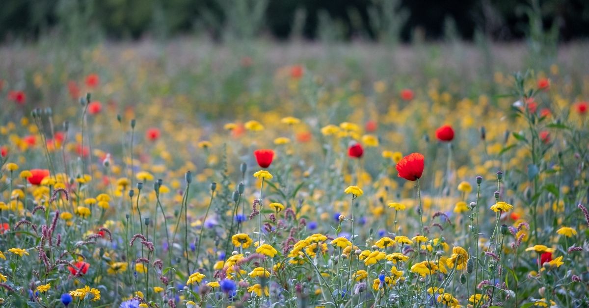 How to Grow a Wildflower Patch