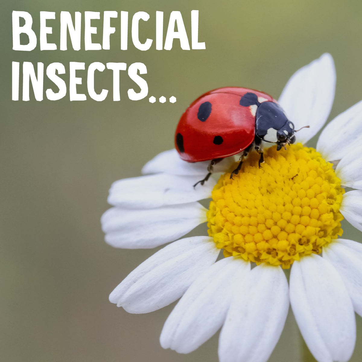 Beneficial Insects –