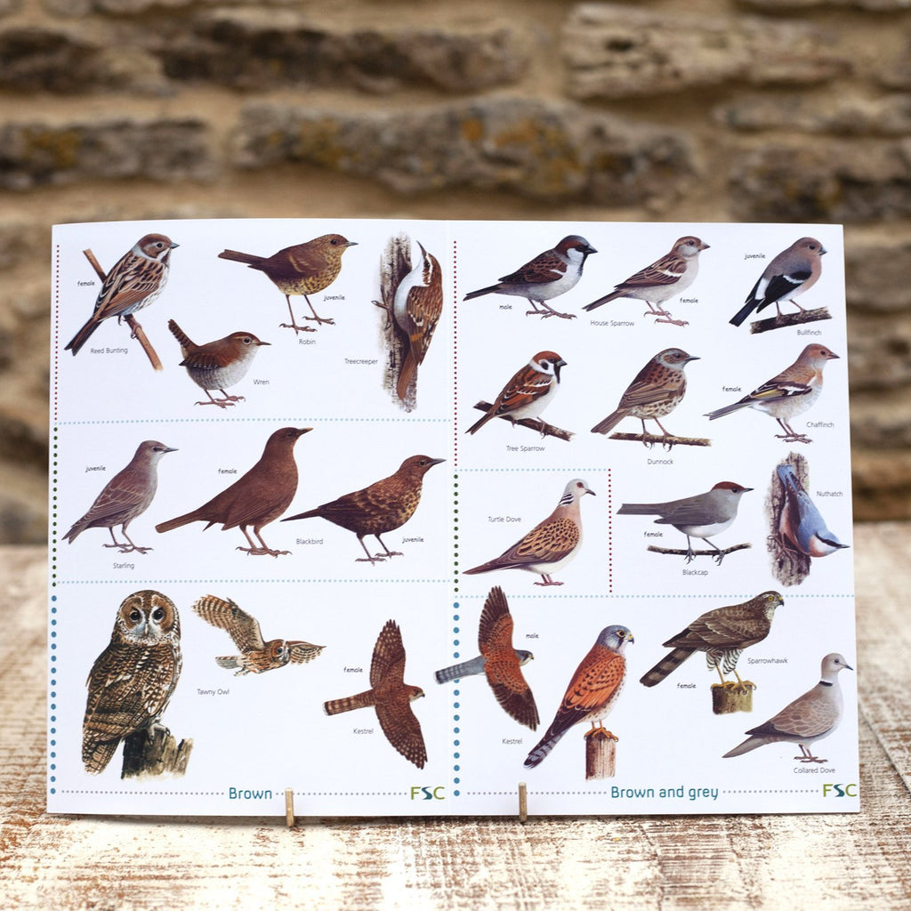 Buy Top 50 Garden Birds Field Guide online