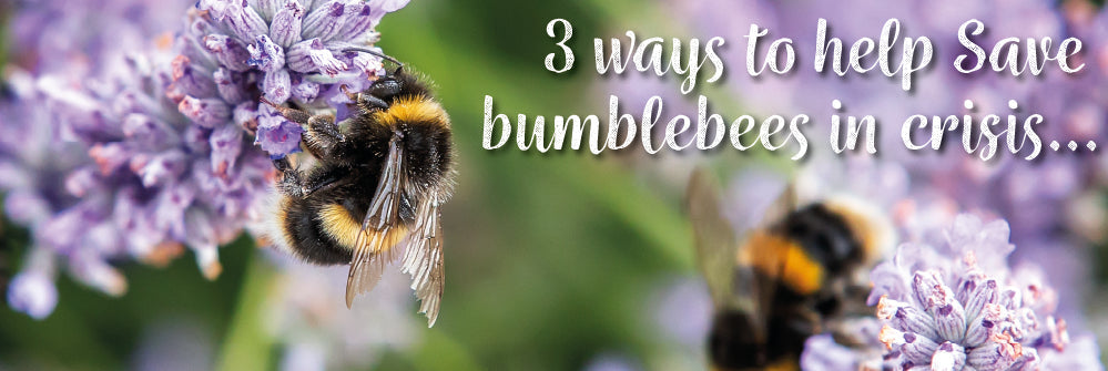 3 ways to help Save bumblebees from crisis!