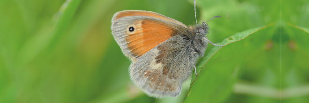 Cultivating a Future: How Wildlife Gardens Contribute to Butterfly Conservation