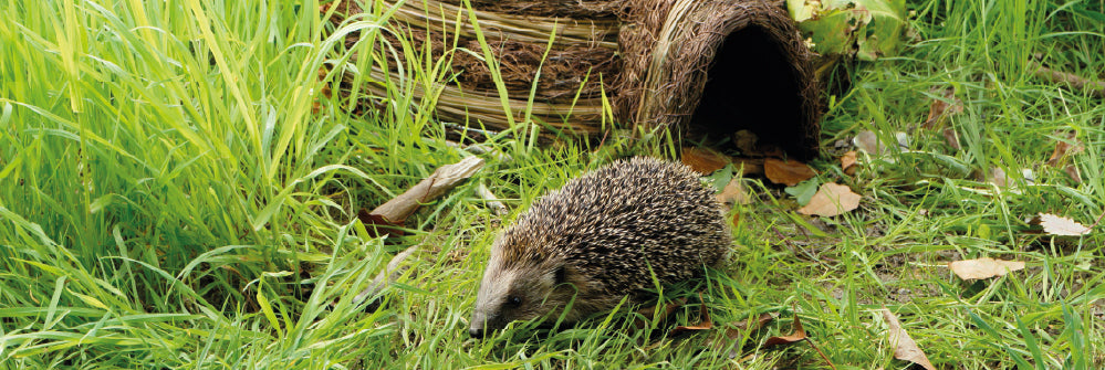 Understanding Hedgehog Nests: A Crucial Role for Artificial Homes