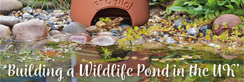 Creating a Wildlife Pond in the UK: Attract Frogs, Toads & Boost Biodiversity