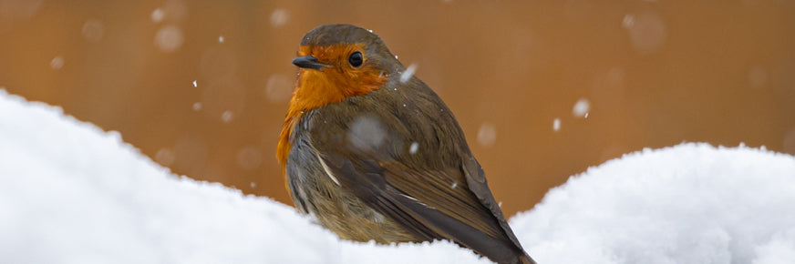 Christmas Gifts For Bird Lovers