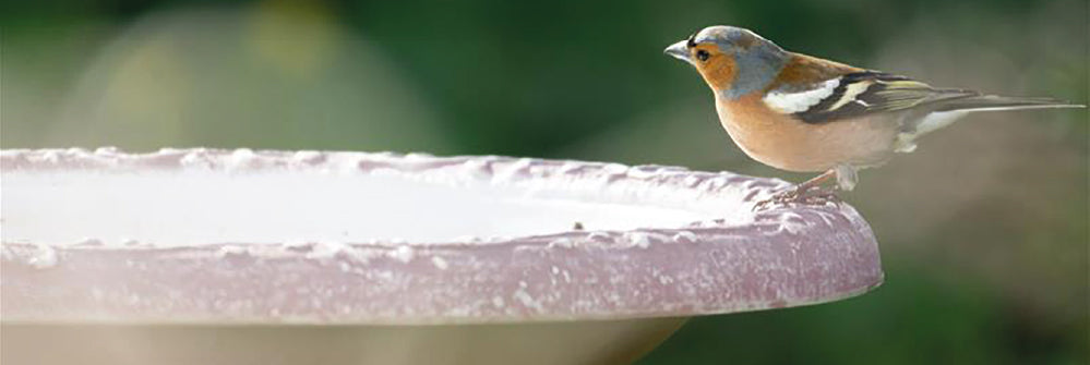 5 Ways To Care For Wildlife During a Heatwave