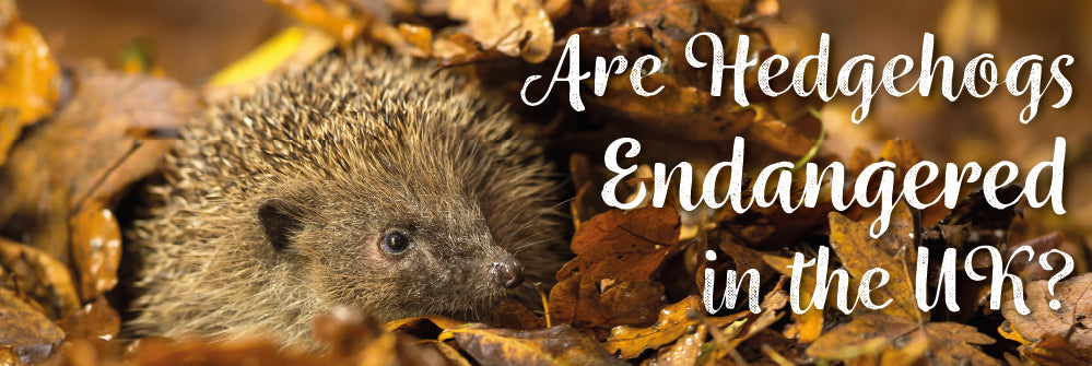 Are hedgehogs endangered in the UK?