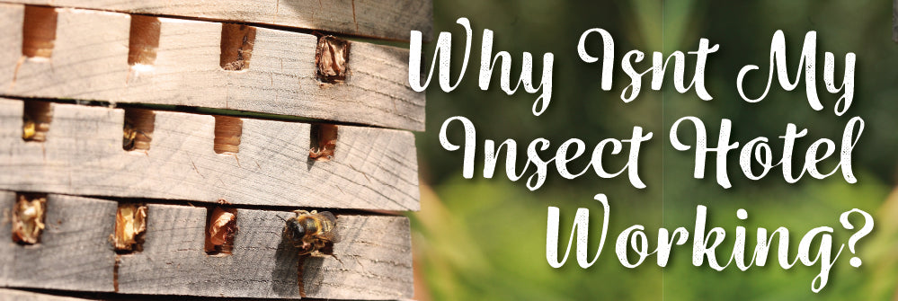 Why aren’t there any insects in my insect hotel?