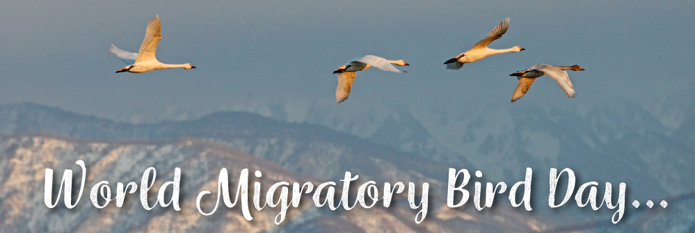 World Migratory Bird Day 2025: Shared Spaces, Shared Responsibility