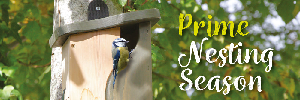 Prime Nesting Season