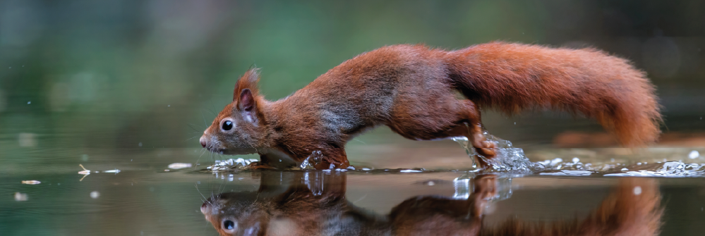 Red Squirrel Awareness Week 2025: Protecting A Species Under Threat