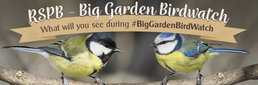 Big Garden Birdwatch 2021