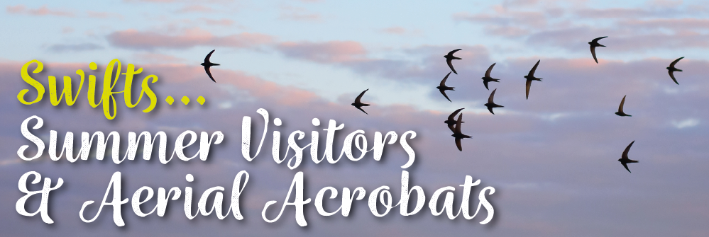 Swifts – Summer visitors and aerial acrobats