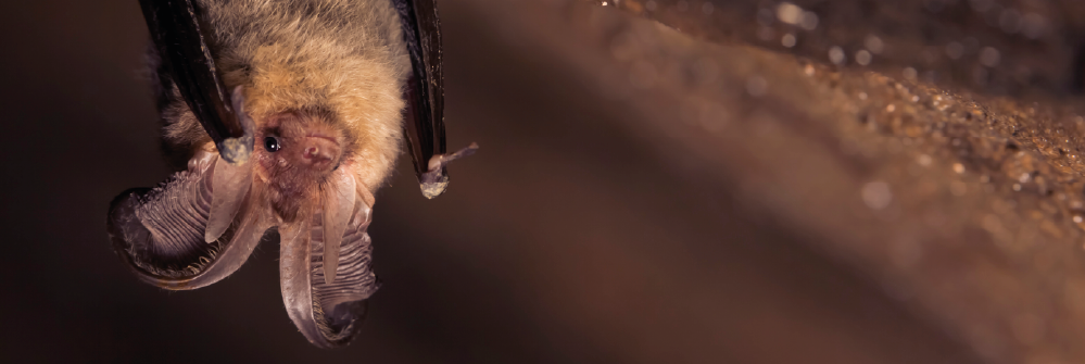 International Bat Night 2025: Sink Your Fangs Into Learning About Bats