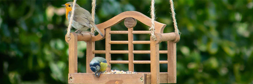 How to feed your garden birds