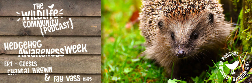 Ep.1 Hedgehog Awareness Week