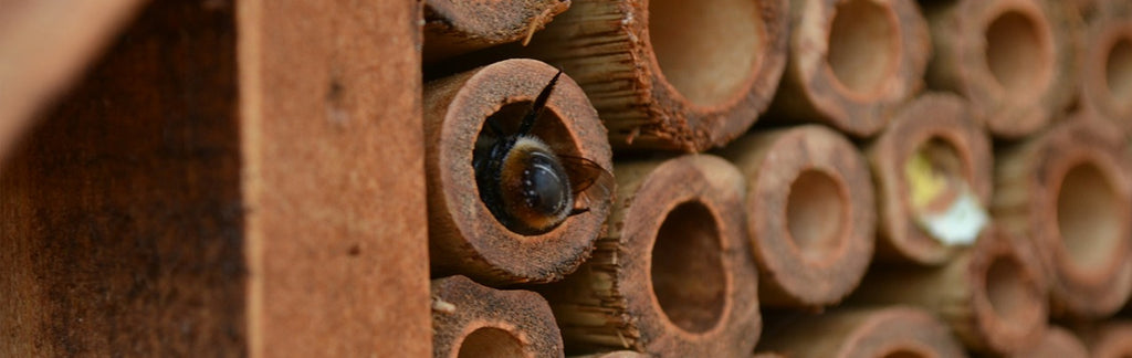Solitary Bee Care Over Winter