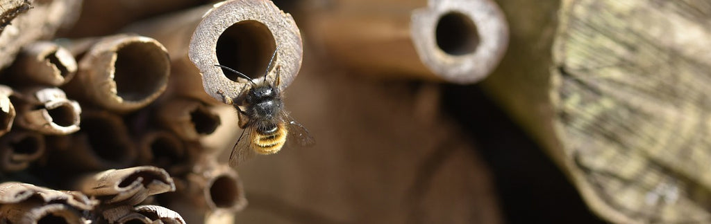 Solitary Bees Begin To Emerge