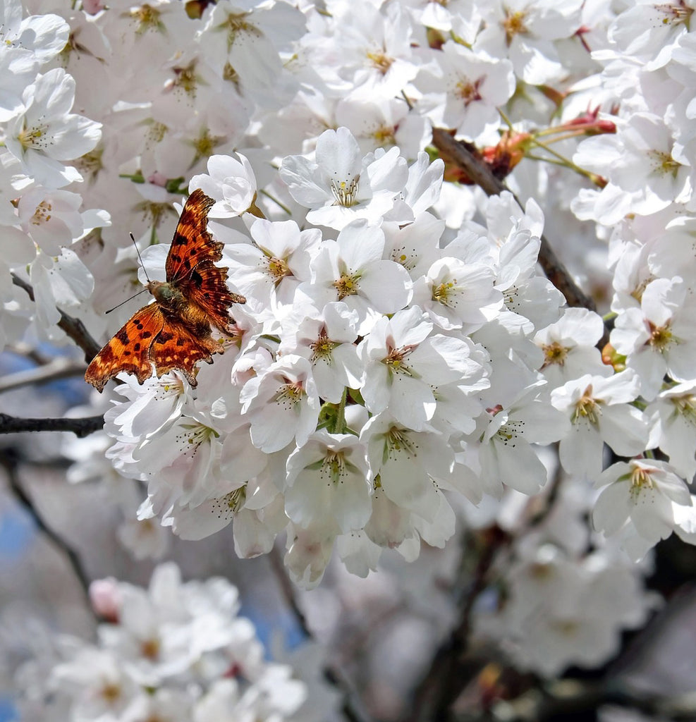 Butterflies & Moths