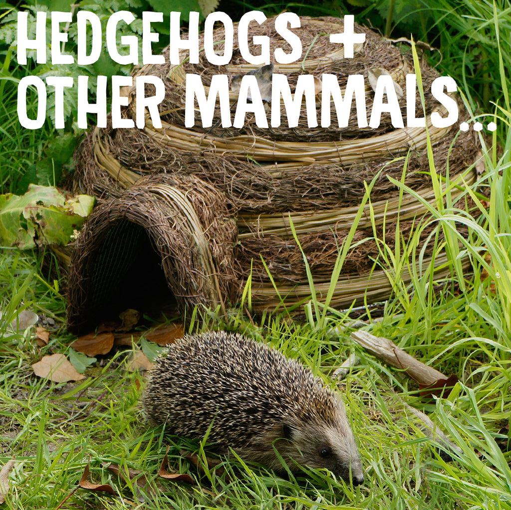 Hedgehogs and other Mammals