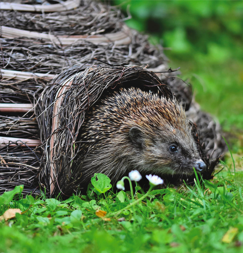 Hedgehog Houses & Feeders