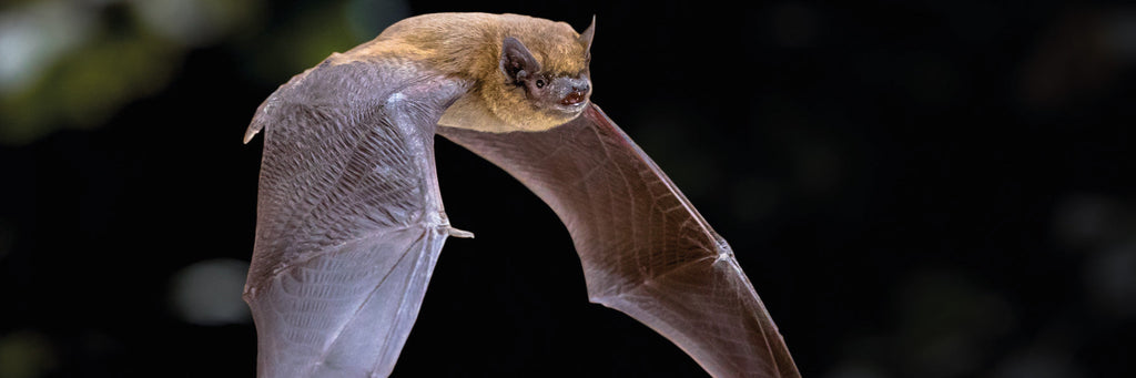 Bats - Deal of the Week