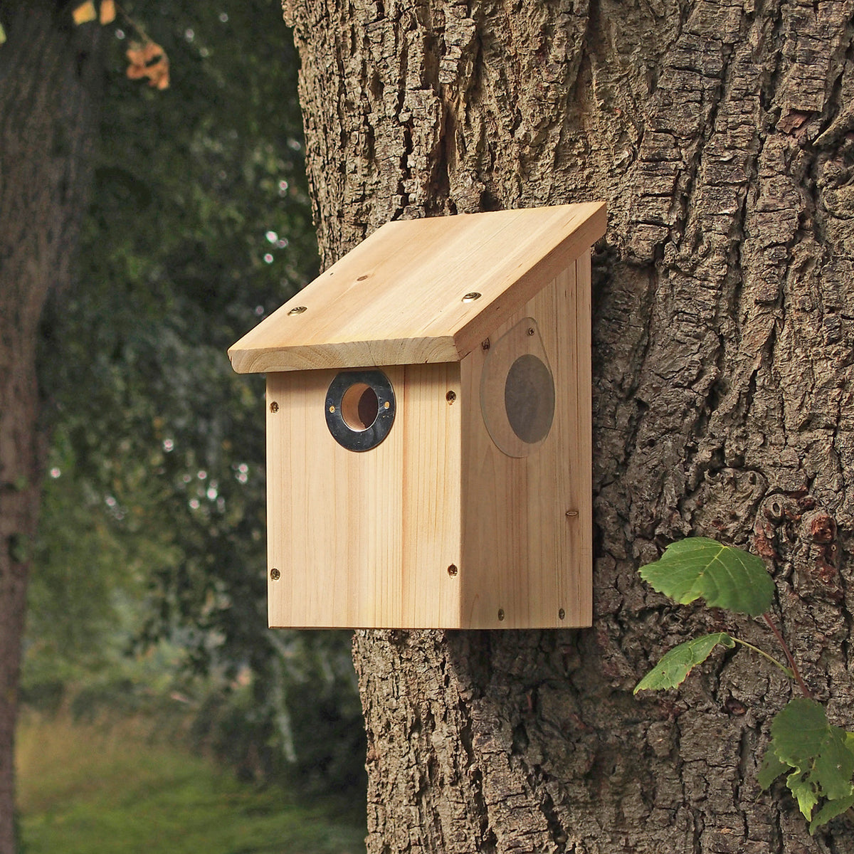 Camera Nest Box with Wifi Camera included