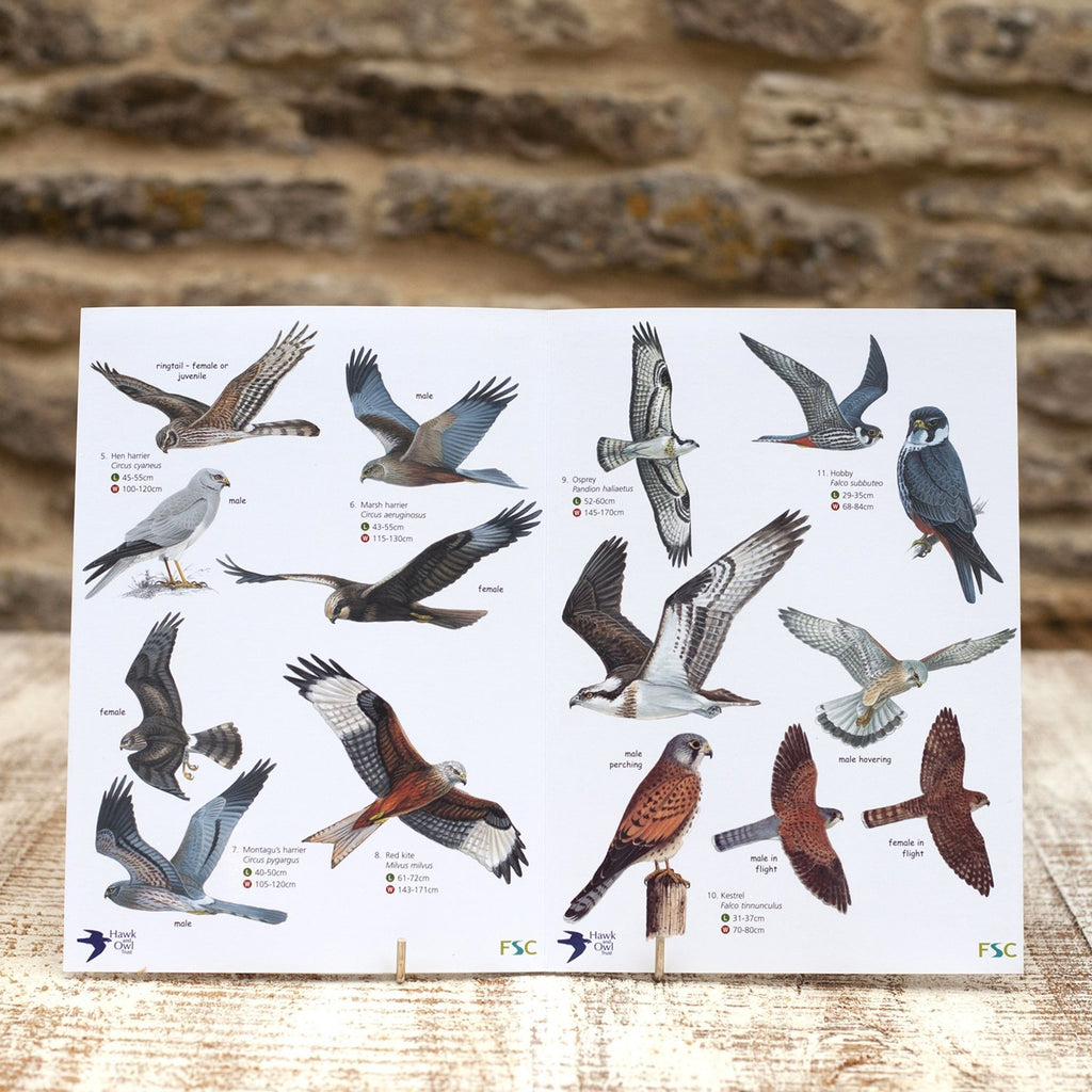 Buy British Birds of Prey Field Guide online