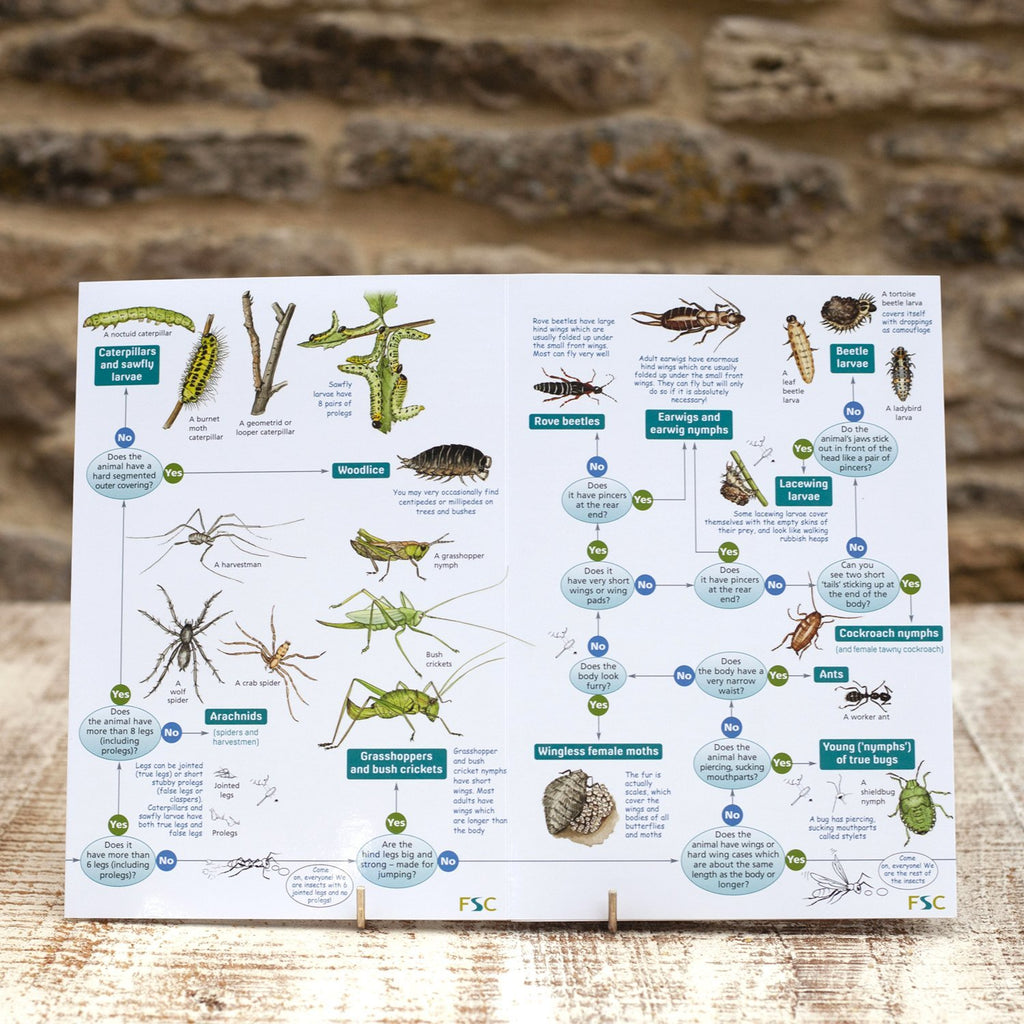 Buy Bugs on Bushes Field Guide online