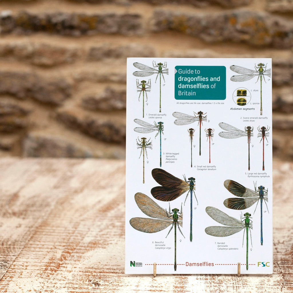 Field Guide Dragonflies and Damselflies of Britain