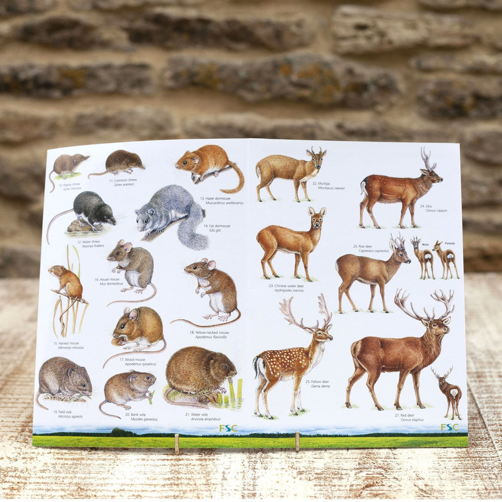 Buy Land Mammals of Britain Field Guide online