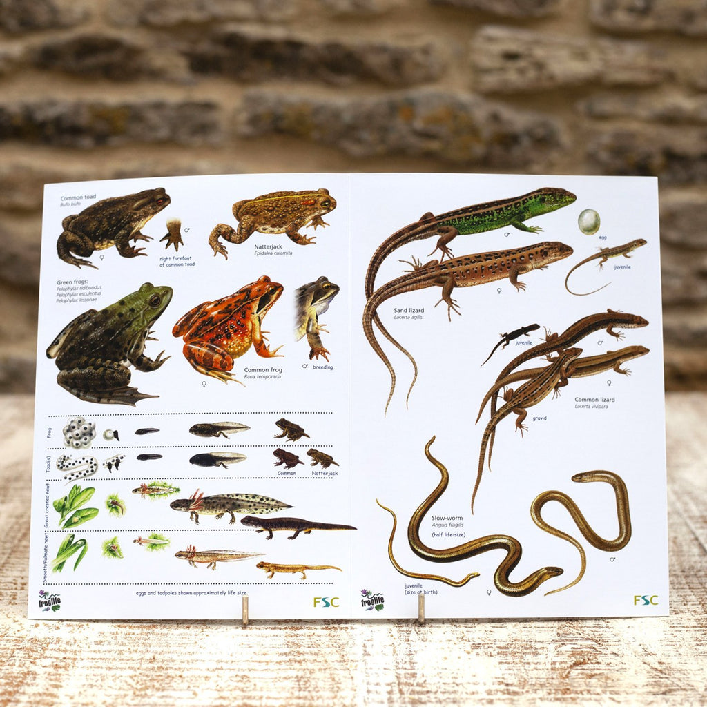 Buy Reptiles and Amphibians Field Guide online