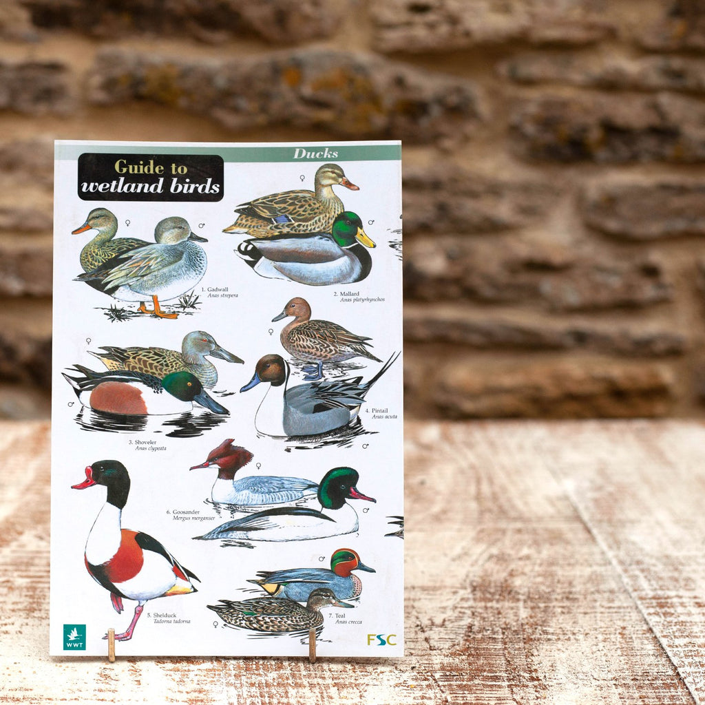 Field Guide to Wetland Birds at Wildlife World