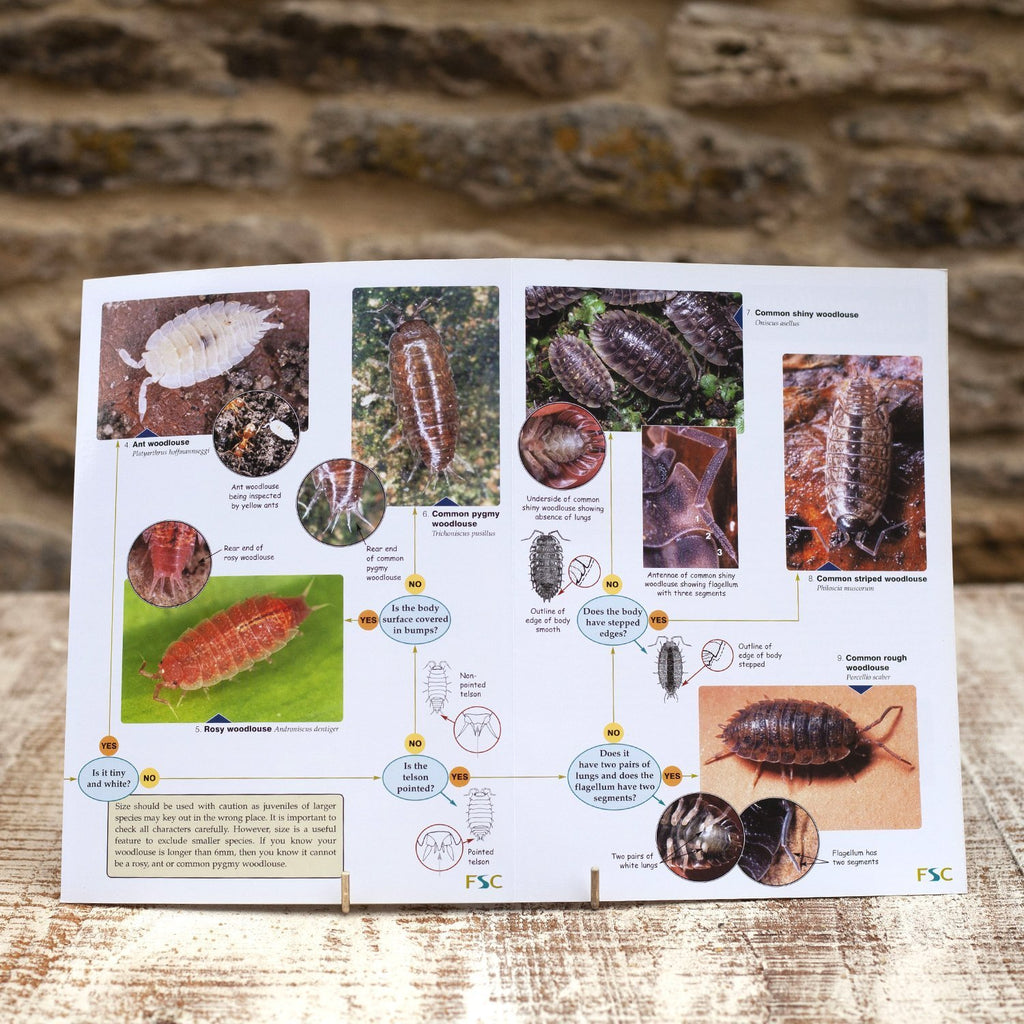 Buy Woodlouse Name Trail Field Guide online