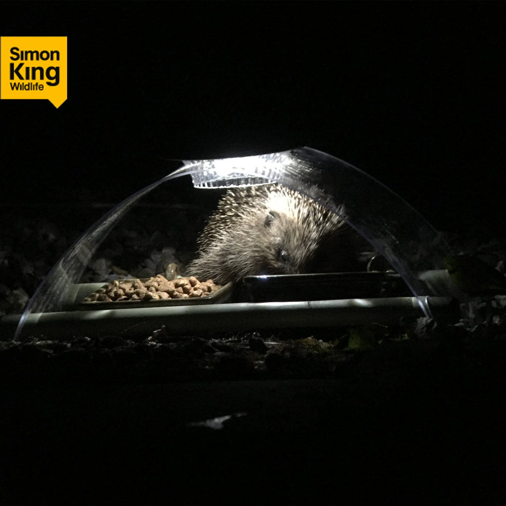 Simon King Illuminated Hedgehog Feeder at night