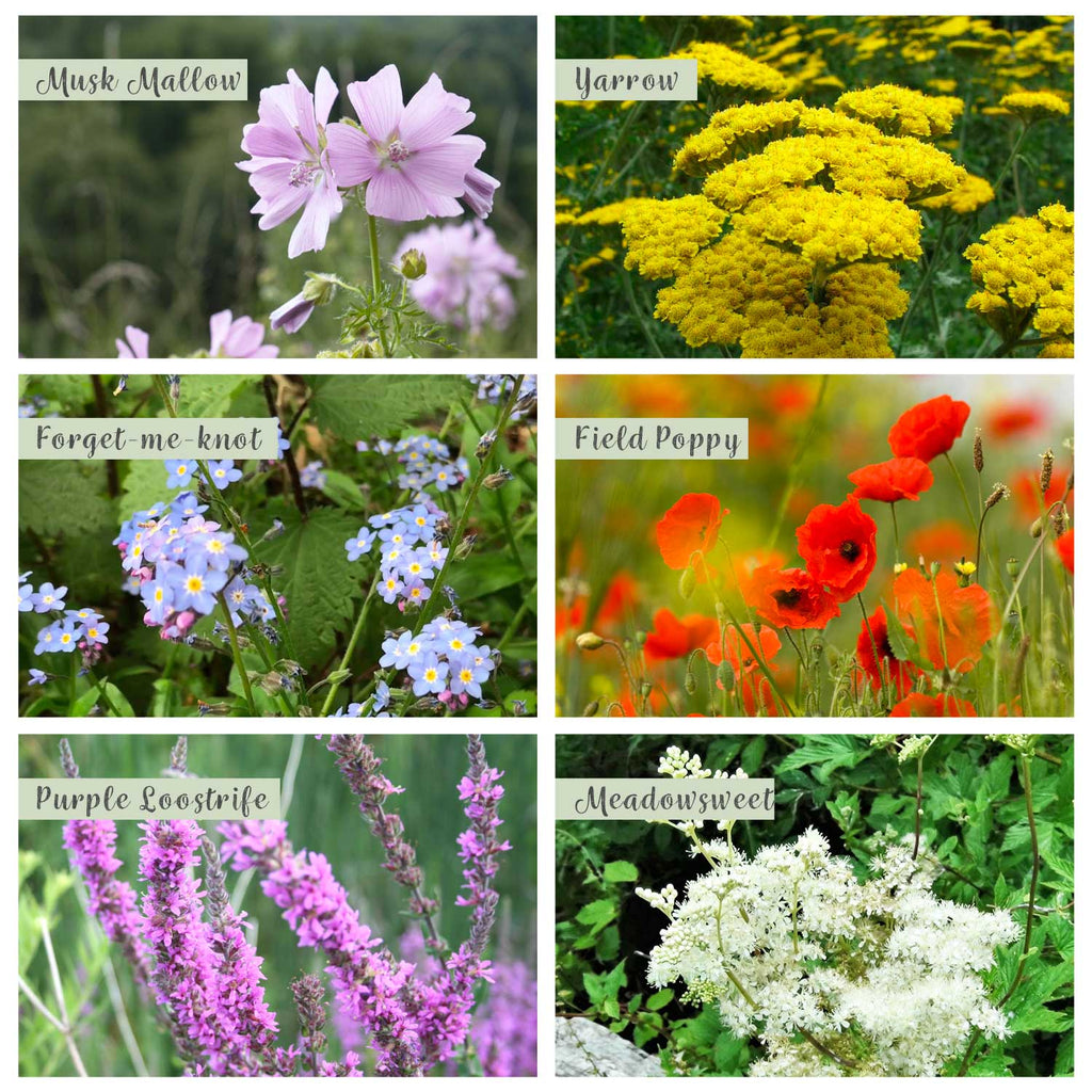Native Wildflower Seeds for Butterflies selection