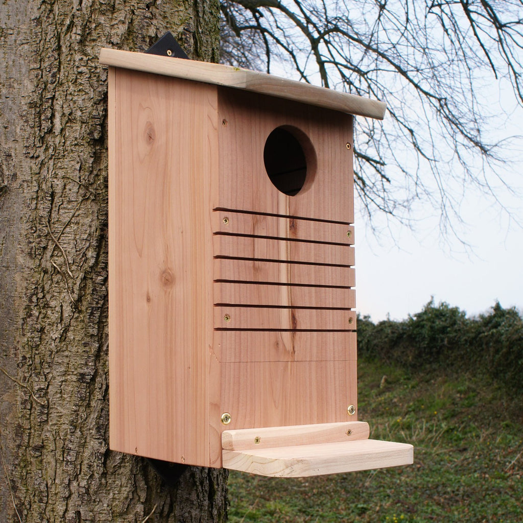 Red Squirrel box
