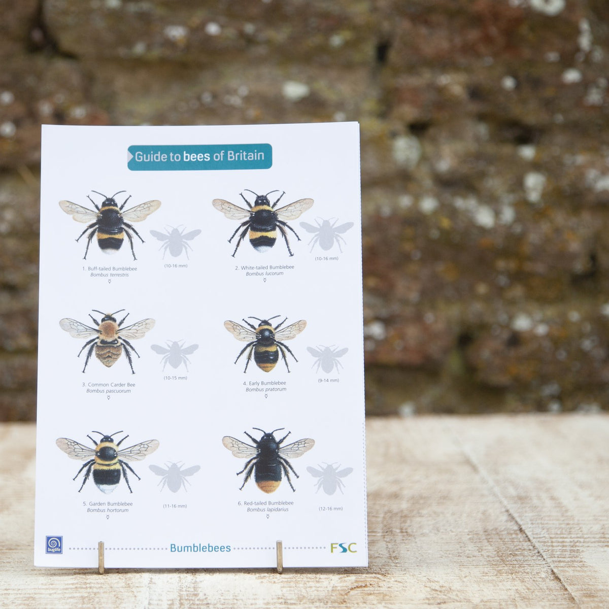 Field Guide - Bees | The Wildlife Community